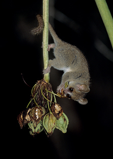 Gray Mouse Lemur, Microcebus murinus