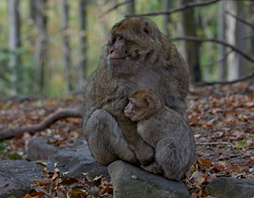 Barbary Macaque