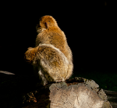 Barbary Macaque