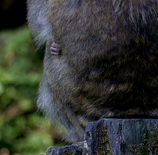 Barbary Macaque